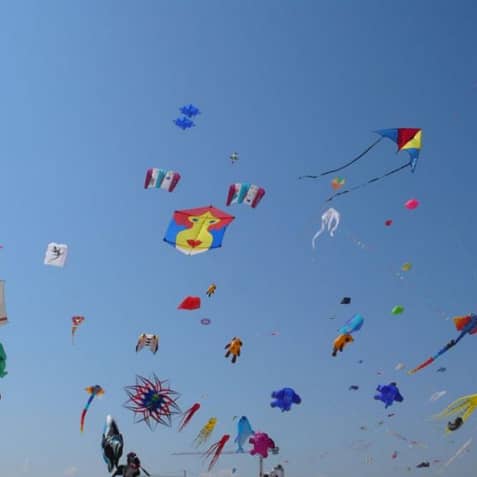 Basking in Kite Flying