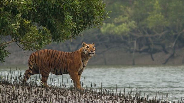 Sundarbans Mangrove in West Bengal